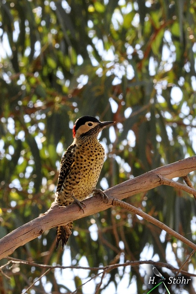 Grünbindenspecht (Colaptes melanochloros)